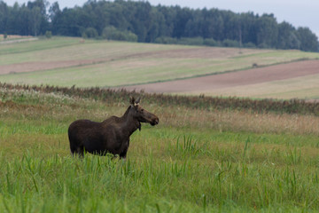 Mammal - bull moose (Alces)