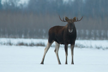 Mammal - bull moose (Alces)