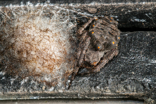 Parawixia audax spider