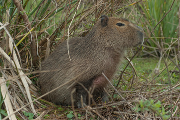 Naklejka na ściany i meble Capybara, South America rodent, the largest in the world.