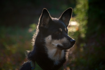 Cute pet dog playing outdoors in autumn colored leaves