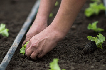  Planting lettuce sprouts lollo bionda in the greenhouse by workers under drip irrigation