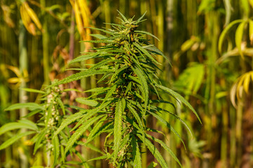 Green cannabis (marijuana) plant in a field