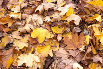 Autumn. Multicolored maple leaves lie on the grass. Red and orange autumn leaves background. Outdoor. Colorful backround image of fallen autumn leaves perfect for seasonal use. Space for text.