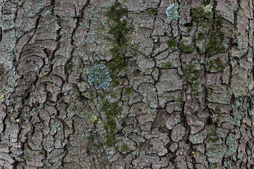 Tree bark texture