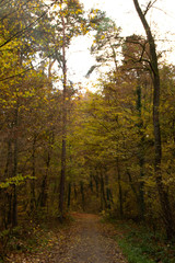 Obraz premium autumn in the forest