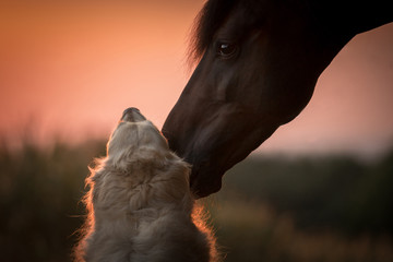 Tierliebe zwischen Hund und Pferd - obrazy, fototapety, plakaty