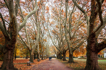 Beautiful romantic alley in a park, autumn natural background. Bench in autumn park. Autumn landscape. Autumn trees.