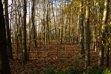 Fototapeta premium autumn in the forest