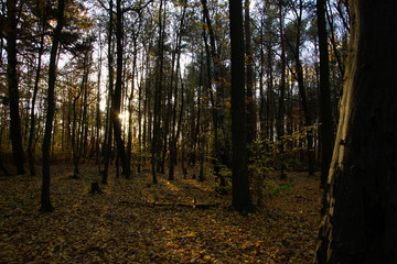 Obraz premium autumn in the forest