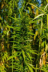 Green cannabis (marijuana) plant in a field