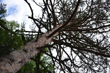 Fototapeta premium Finnish nature