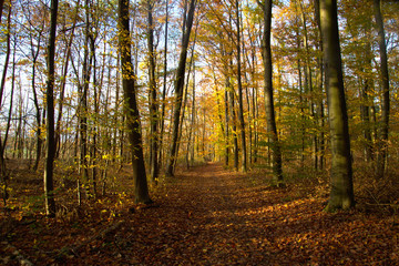 autumn in the forest