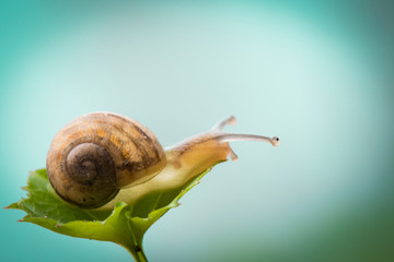 snail on leaf