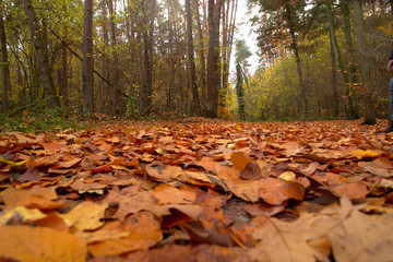 autumn leaves in forest