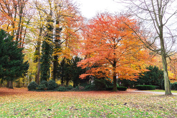 Beautiful romantic alley in a park, autumn natural background. Bench in autumn park. Autumn landscape. Autumn trees.