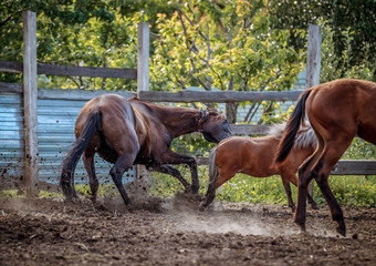 Fototapeta premium A bay horse attacks a red pony