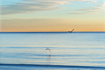Seagulls over the sea. Early morning on the beach.