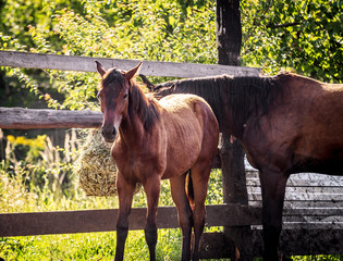 Bay foal walking at sunset