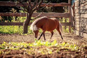 Red pony walking in the sunset