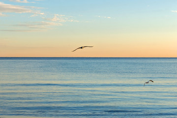 Seagulls over the sea. Early morning on the beach.