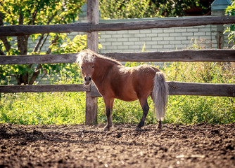 Red pony walking in the sunset