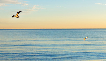 Seagulls over the sea. Early morning on the beach.