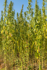 Field of green cannabis (marijuana) plants
