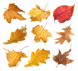 Naklejka na ściany i meble Set of autumn dried leaves on white background