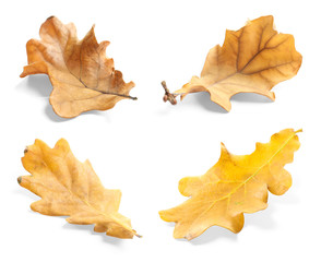 Set of autumn dried leaves on white background