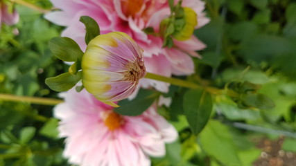 Unflowered Pink Flower