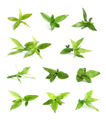 Fototapeta premium Set with bamboo leaves on white background