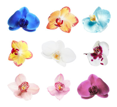 Fototapeta Set with beautiful orchid flowers on white background