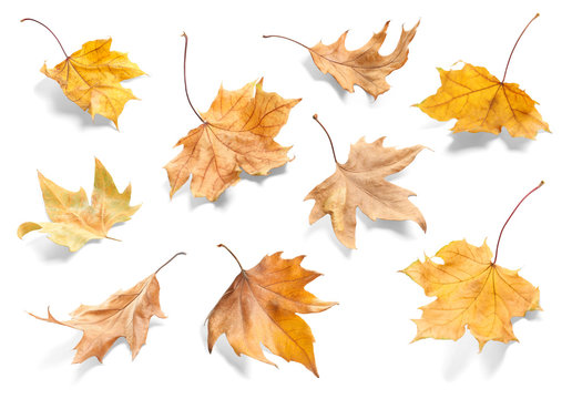 Set of autumn dried leaves on white background