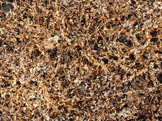 texture of dry plants