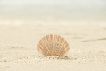 Single shell on the beach