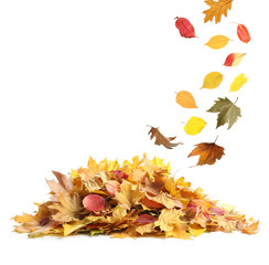 Autumn leaves falling onto heap against white background. Space for design