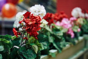 bouquet of red roses