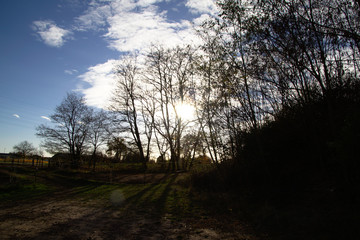 sunset in the forest