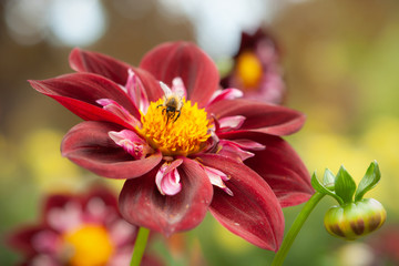 Dahlie mit Biene © Alexandra