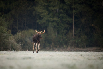 Mammal - bull moose (Alces)