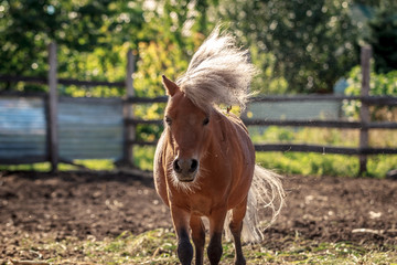 Red pony walking in the sunset