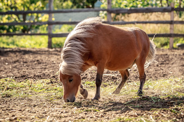 Fototapeta premium Red pony walking in the sunset