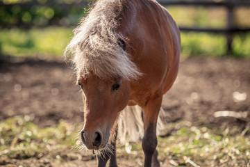 Red pony walking in the sunset