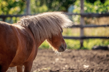 Red pony walking in the sunset