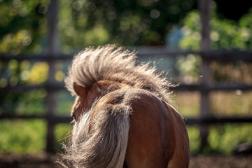 Red pony walking in the sunset