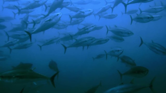 Schwarm von Blauflossen-Thunfischen in einer traditionellen Tonnara vor Sardinien