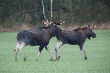 Mammal - bull moose (Alces)