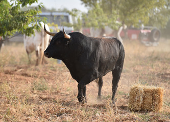 toro negro español