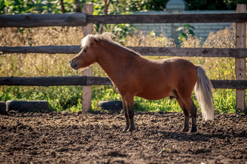 Naklejka premium Red pony walking in the sunset